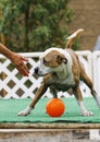 Dog being defiant about giving up the ball