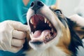 The dog is being examined by a doctor in a veterinary clinic. The concept of pet health