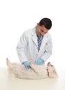 A dog being examined by vet Royalty Free Stock Photo