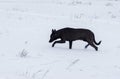 Dog being on hunting stage for mouse hiding under snow