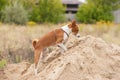 dog being in hunting stage while searching small rodents and digging them in big pile of sand