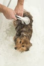 Dog being rinsed of by a groomer in a white bathtub