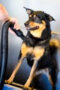 Dog being shampooed Royalty Free Stock Photo