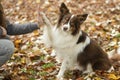 Dog being trained by its owner tto give a high five outdoors in a forest lane during autumn