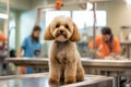 Dog being washed and groomed in a fashionable salon setting, reflecting the concept of grooming as a form of self-care for pets. Royalty Free Stock Photo