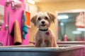 Dog being washed and groomed in a fashionable salon setting, reflecting the concept of grooming as a form of self-care for pets.