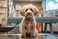 Dog being washed and groomed in a fashionable salon setting, reflecting the concept of grooming as a form of self-care for pets. Royalty Free Stock Photo