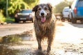 Dog being washed to remove dirt and mud after a playful outdoor adventure, highlighting the importance of cleanliness and hygiene