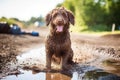 Dog being washed to remove dirt and mud after a playful outdoor adventure, highlighting the importance of cleanliness and hygiene