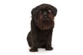 Dog of the Belgian Griffon breed