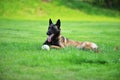 Dog Belgian malinois Royalty Free Stock Photo