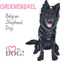 Dog Belgian Shepherd Dog, Groenendael breed
