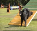 Dog, Belgian Shepherd Groenendael, agility a-frame Royalty Free Stock Photo