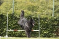 Dog, Belgian Shepherd Groenendael, jumping over jump Royalty Free Stock Photo