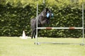 Dog, Belgian Shepherd Groenendael, obedience jumping with dumbbell Royalty Free Stock Photo