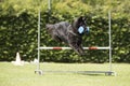 Dog, Belgian Shepherd Groenendael, obedience jumping with dumbbell Royalty Free Stock Photo