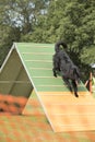 Dog, Belgian Shepherd Groenendael, running down agility a-frame Royalty Free Stock Photo