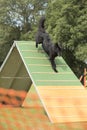 Dog, Belgian Shepherd Groenendael, running down agility a-frame Royalty Free Stock Photo