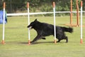 Dog, Belgian Shepherd Groenendael, weave poles agility Royalty Free Stock Photo