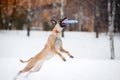 Dog jumping and catching a flying disc in mid-air Royalty Free Stock Photo