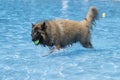Dog, Belgian Shepherd Tervuren, fetching tennis ball in swimming Royalty Free Stock Photo