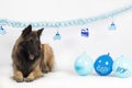 Dog, Belgian Shepherd Tervuren, laying with blue baby boy balloons and garlands Royalty Free Stock Photo