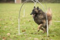 Dog, Belgian Shepherd Tervuren, running in hooper competition