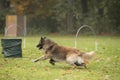 Dog, Belgian Shepherd Tervuren, running in hooper competition