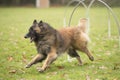 Dog, Belgian Shepherd Tervuren, running in hooper competition