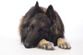 Dog, Belgian Shepherd Tervuren, sleeping, close-up Royalty Free Stock Photo