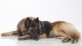 Dog, Belgian Shepherd Tervuren, sleeping, Royalty Free Stock Photo