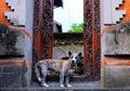 A dog playing a guard of the temple entrance, Bali, Indonesia Royalty Free Stock Photo