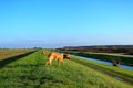 Dog Ben running on the water channel Royalty Free Stock Photo