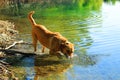 Dog Ben is swimming and diving Royalty Free Stock Photo