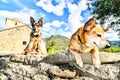 dog on bench, photo as a background , in janovas fiscal sobrarbe , huesca aragon province