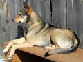 Dog on a bench