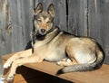 Dog on a bench