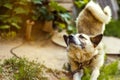 Dog bends near the booth on a green blurred background, selective focus and sharpness