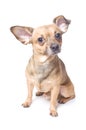 Dog with a bent ear Royalty Free Stock Photo