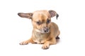 Dog with a bent ear Royalty Free Stock Photo