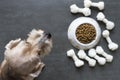 Dog besides a bowl of kibble food Royalty Free Stock Photo