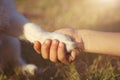 Dog best friend. Little puppy giving paw or high five to its child owner Royalty Free Stock Photo