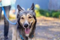 Dog is the best friend of man, takes home the dog from the animal shelter, the brown dog Royalty Free Stock Photo