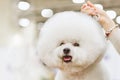 Dog Bichon Frise with a white coat on a background dogshow