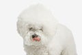 A dog of Bichon frize breed isolated on white color