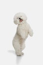 A dog of Bichon frize breed isolated on white color