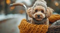 Dog in bicycle basket wearing knitted sweater. Pet travel and autumn concept