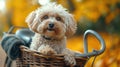 Dog in bicycle basket wearing knitted sweater. Pet travel and autumn concept