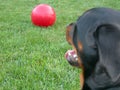 Dog and Big Ball Royalty Free Stock Photo