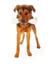Dog With Big Bone Royalty Free Stock Photo